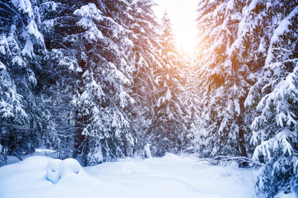 istock Snow-covered trees in winter forest at sunset. 1173589483