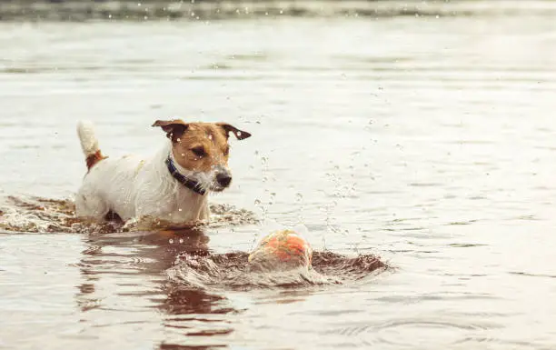Photo of Dog with puzzled view looking at toy ball dropping into lake water