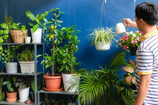 Asian man watering plant at home, Businessman taking care of Chlorophytum comosum ( Spider plant ) in white hanging pot after work, on the weekend, Air purifying plants for home, Stress relief concept