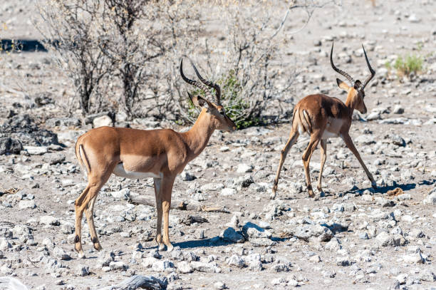 istock Impalas in Etosha National Park 1173592005