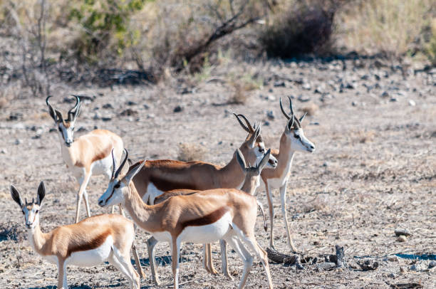 istock Impalas in Etosha National Park 1173592010