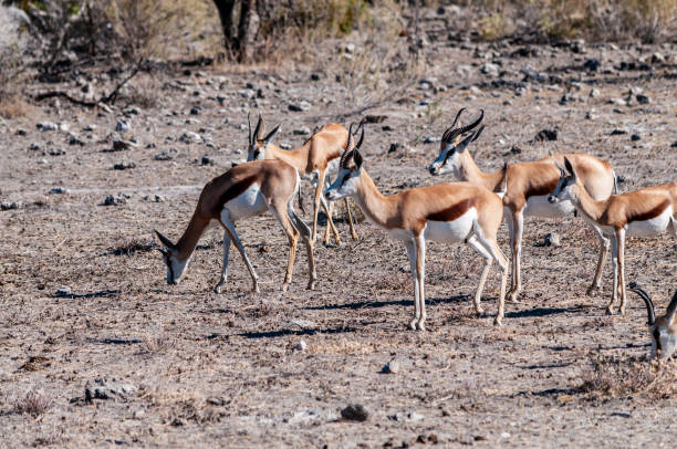 istock Impalas in Etosha National Park 1173592021