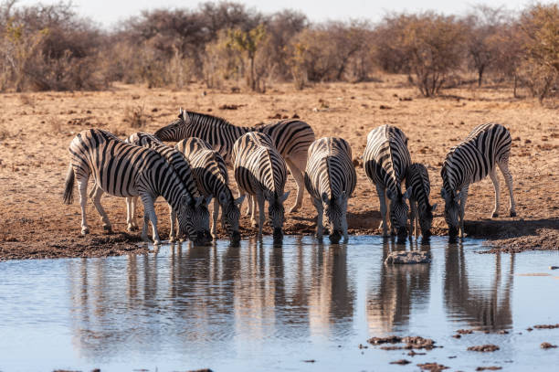 istock A group of Zebras in Etosha 1173592033