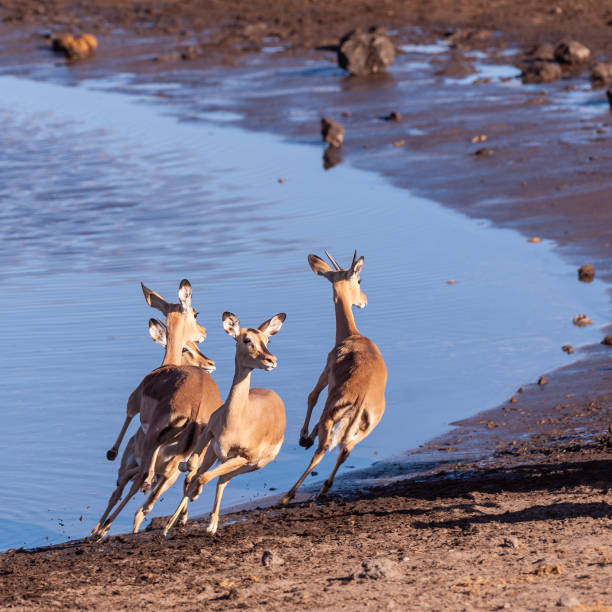 istock Restless Impalas near a waterhole 1173592100