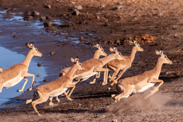 istock Restless Impalas near a waterhole 1173592108