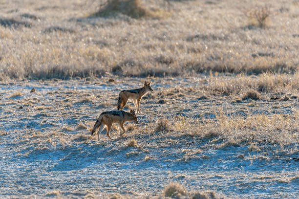 istock Two Hunting Jackal in Etosha 1173592141