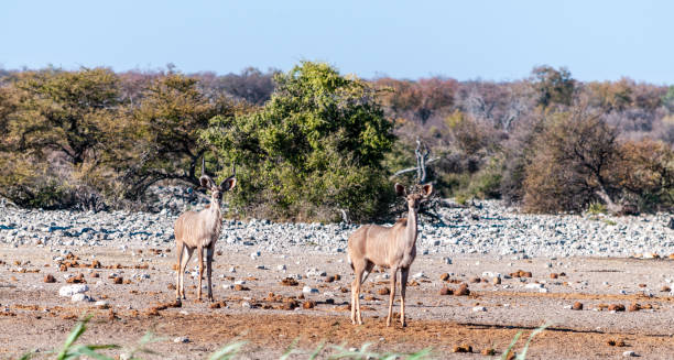 istock Kudus in Etosha National Park 1173592188