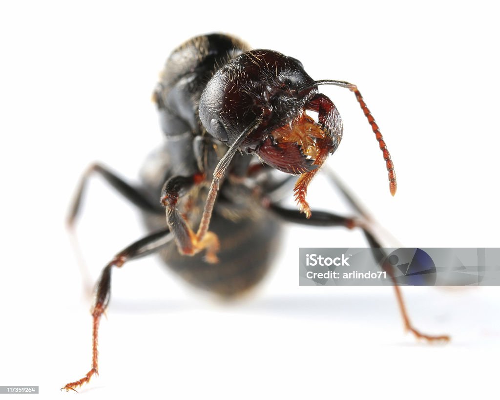 Jovem ant queen-size - Foto de stock de Formiga royalty-free