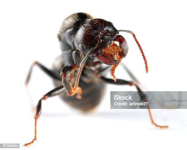 Молодые Ant С Двуспальной Кроватью Queen Size — стоковые фотографии и другие картинки Муравей - Муравей, Белый фон, Без людей
