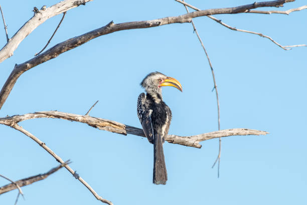 istock Southern ground hornbill, Bucorvus cafer, on a dead tree branch 1173592852