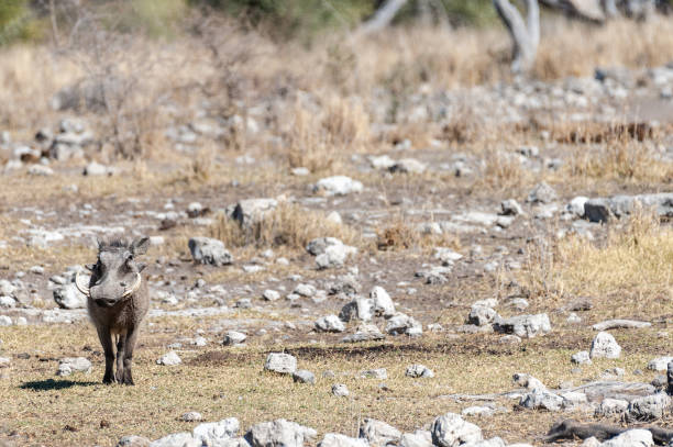 istock Warthogs in Etosha National Park 1173592929