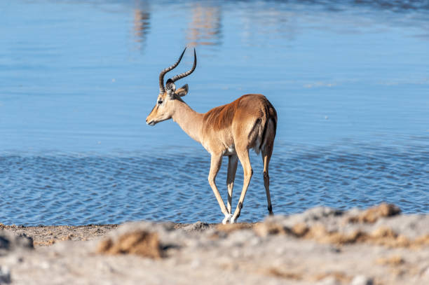 istock Impalas near a waterhole 1173592982