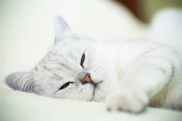 istock beautiful young cat breed Scottish chinchilla straight 1173593155