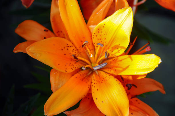 istock Orange lilly in the garden 1173593197