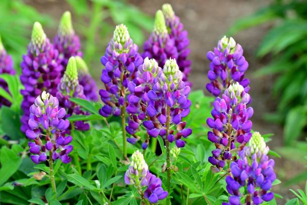 istock Lupinus polyphyllus / Blue Lupine Flower 1173593310