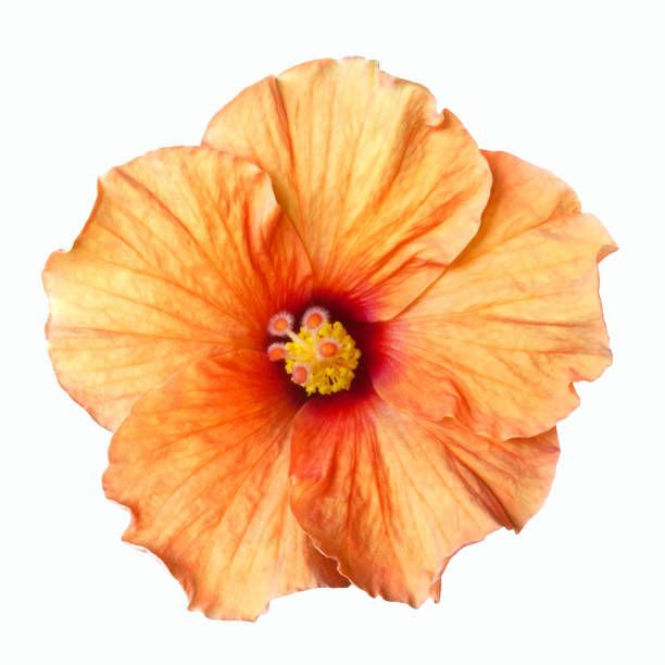 istock bright orange hibiscus flower isolated 1173593320