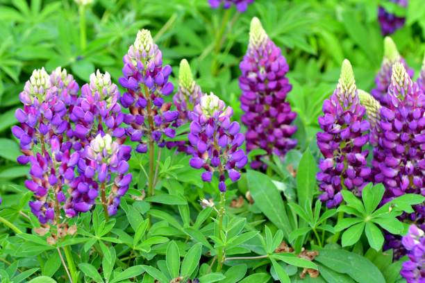 istock Lupinus polyphyllus / Blue Lupine Flower 1173593494
