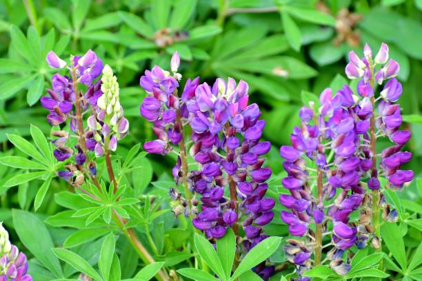 istock Lupinus polyphyllus / Blue Lupine Flower 1173593570