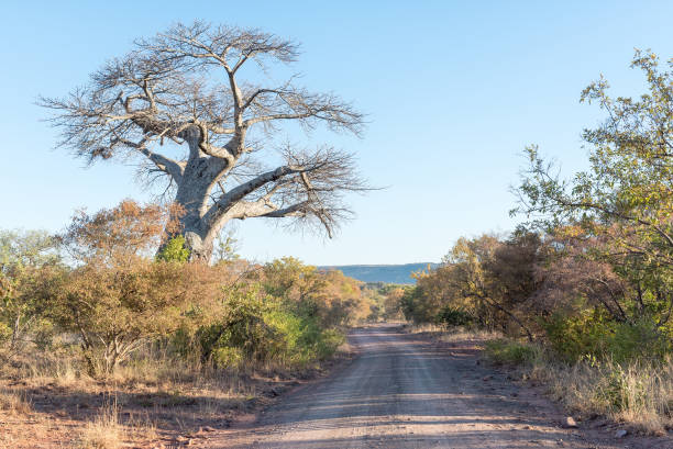 istock Landscape on road S99. A baobab tree is visible 1173593842