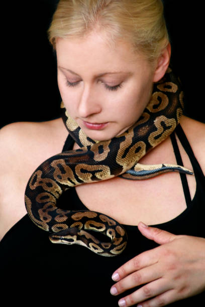 istock Portrait of girl with Royal Python snake. Woman holds Ball Python snake around neck and in hands, posing in front the camera. Exotic tropical cold-blooded reptile animal, Python regius species snake. 1173594729