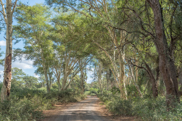istock Gravel road passing through a fever tree forest 1173594751