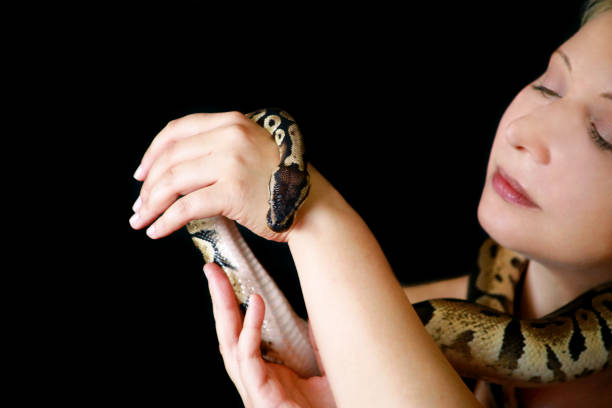 istock Portrait of girl with Royal Python snake. Woman holds Ball Python snake around neck and in hands, posing in front the camera. Exotic tropical cold-blooded reptile animal, Python regius species snake. 1173594804