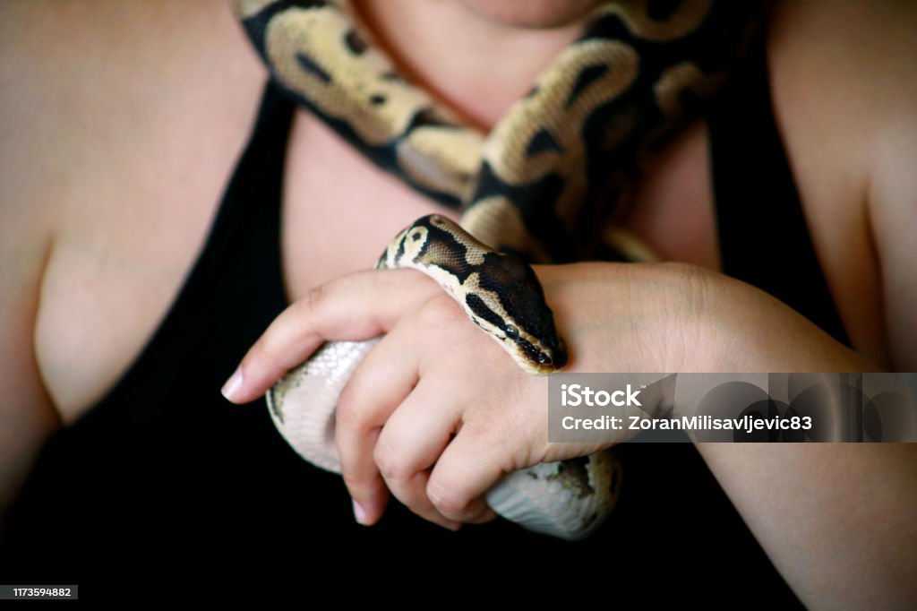 Female Hands With Royal Python Snake Woman Holds Ball Python Snake In ...