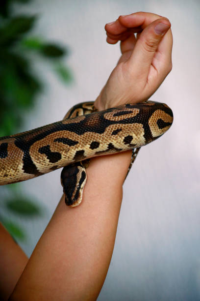 istock Female hands with Royal Python snake. Woman holds Ball Python snake in hands with jewelry. Exotic tropical cold blooded reptile animal, Python regius non poisonous species of snake. Pet home concept. 1173594911