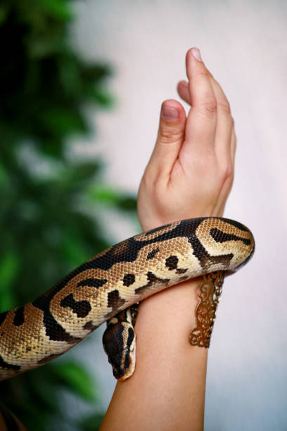 istock Female hands with Royal Python snake. Woman holds Ball Python snake in hands with jewelry. Exotic tropical cold blooded reptile animal, Python regius non poisonous species of snake. Pet home concept. 1173594916
