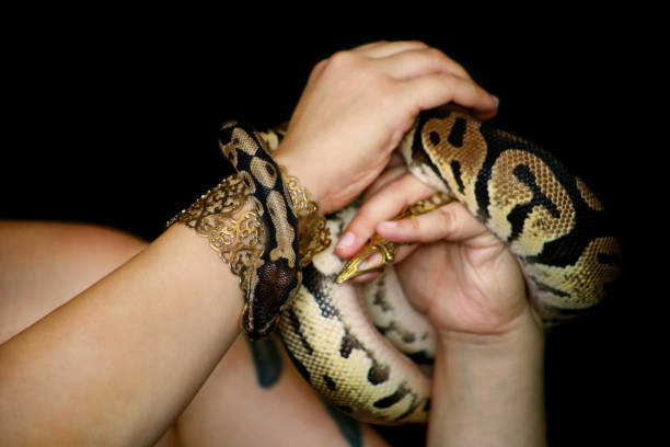 istock Female hands with Royal Python snake. Woman holds Ball Python snake in hands with jewelry. Exotic tropical cold blooded reptile animal, Python regius non poisonous species of snake. Pet home concept. 1173594979
