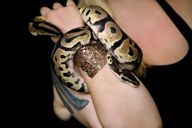 istock Female hands with Royal Python snake. Woman holds Ball Python snake in hands with jewelry. Exotic tropical cold blooded reptile animal, Python regius non poisonous species of snake. Pet home concept. 1173594987