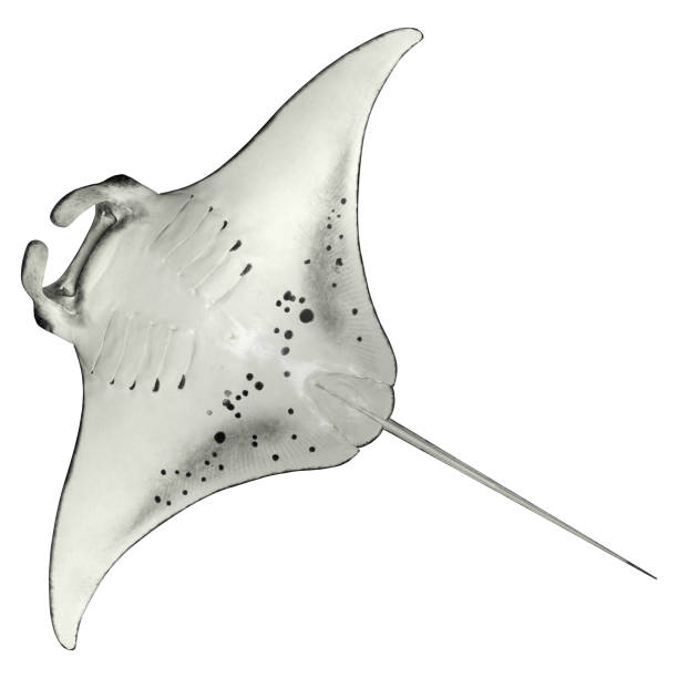 istock Manta from Below isolated on white 1173595044