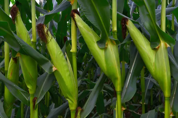 Cornstalks in Washington, CT field with ears of corn ready for picking