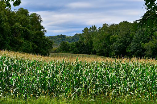 Aerial photo of cornfields