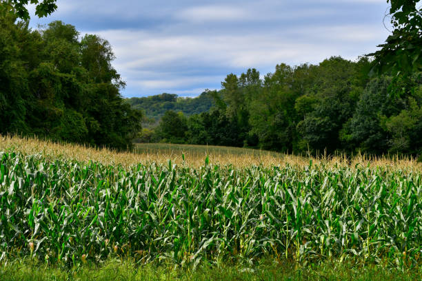 Sun glancing front strip of cornfield stock photo