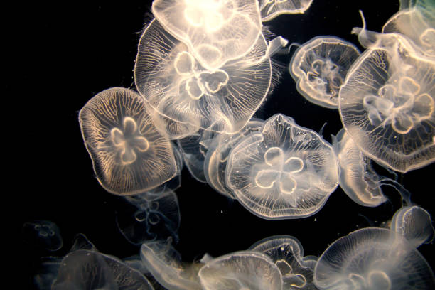 closeup view of moon jellyfish (aurelia labiata) drifting with the current into bright light in front of a black background - moon jellyfish jellyfish sea sea life imagens e fotografias de stock