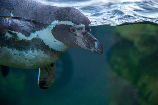 Penguin swimming in the water and hunting for fish.