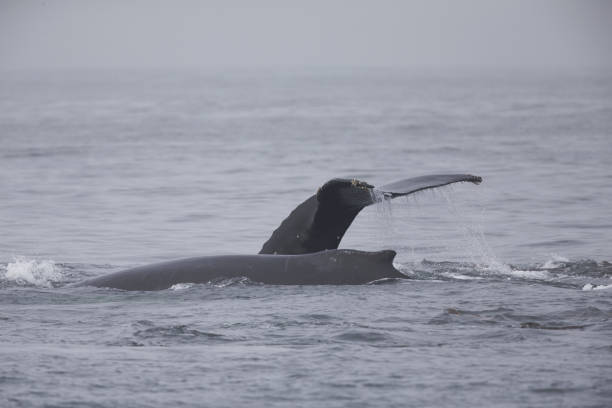 istock A whale diving down while seeing the tail fin above water at Monterey Bay California. 1173599228