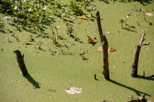 istock Small overgrown with aquatic plants looking like lentils 1173599235