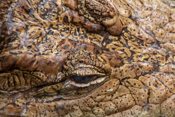 nahaufnahme der augen eines brillenden kaimans (caiman crocodilus) im wasser - hunting blind stock-fotos und bilder