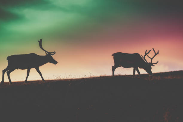 istock Silhouette of two deers against the gradient colored sunset sky 1173599632