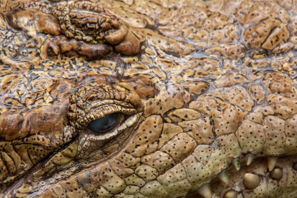 nahaufnahme der augen und kiefer eines brillenförmigen kaiman (caiman crocodilus) im wasser - hunting blind stock-fotos und bilder