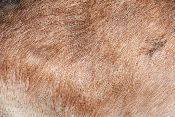 istock Brown fur of a common goat 1173600084
