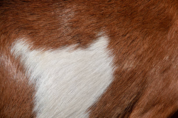 Wels, Austria - August 22nd 2018. Close up view of a goat's hair.