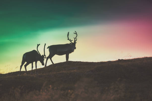 istock Silhouette of two deers against the gradient colored sunset sky 1173601111