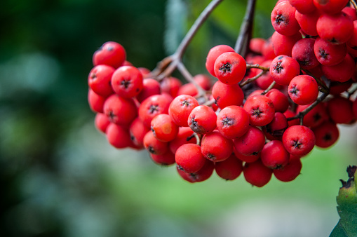 Shallow focus photograph of red berries on a thorny barberry bush in the fall