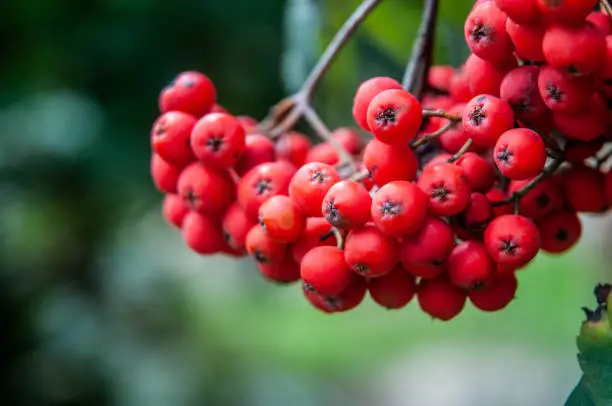 close-up of red ripe ashberries, fruits of sorbus aucuparia hanging on tree