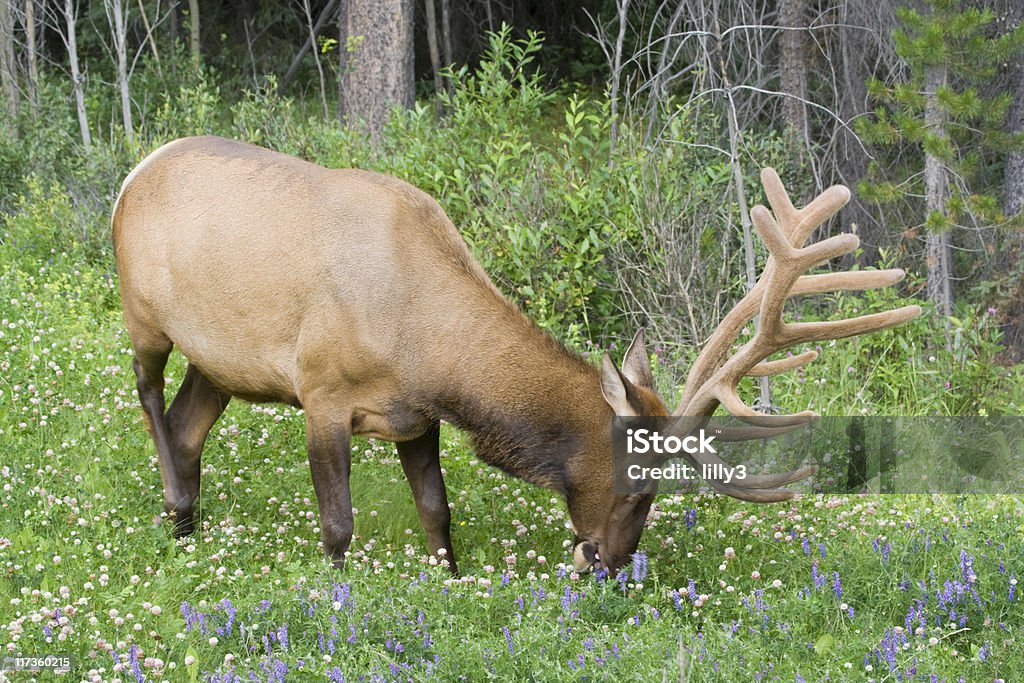 Touro alces em um Prado - Royalty-free Alberta Foto de stock