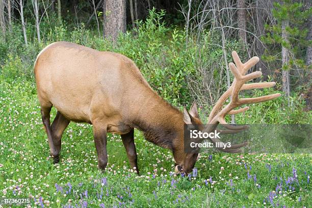 Touro Alces Em Um Prado - Fotografias de stock e mais imagens de Alberta - Alberta, América do Norte, Animal