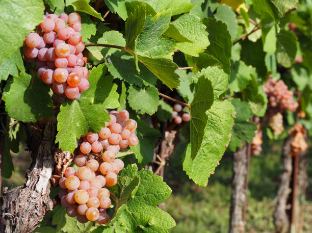 uve pinot grigio di varietà rosa brunastra, appese alla vite pochi giorni prima della vendemmia - vineyard ripe crop vine foto e immagini stock